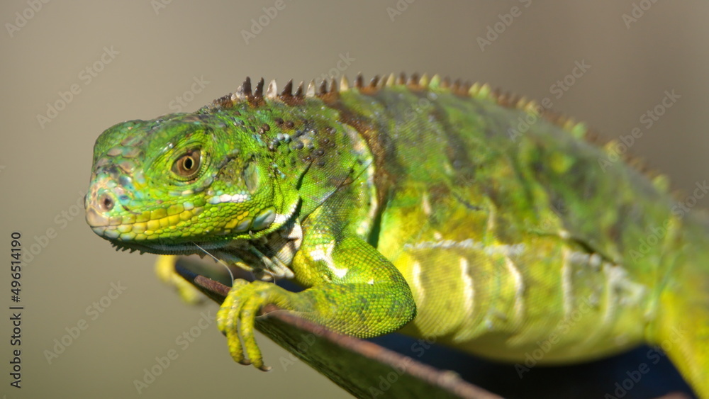 Baby iguana in a backyard in Fort Lauderdale, Florida, USA Baby iguana in a backyard in Fort Lauderdale, Florida, USA