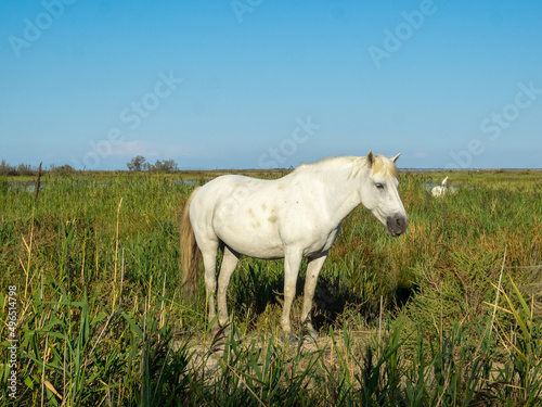 White Camargue horse