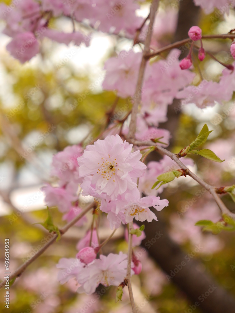 pink cherry blossom