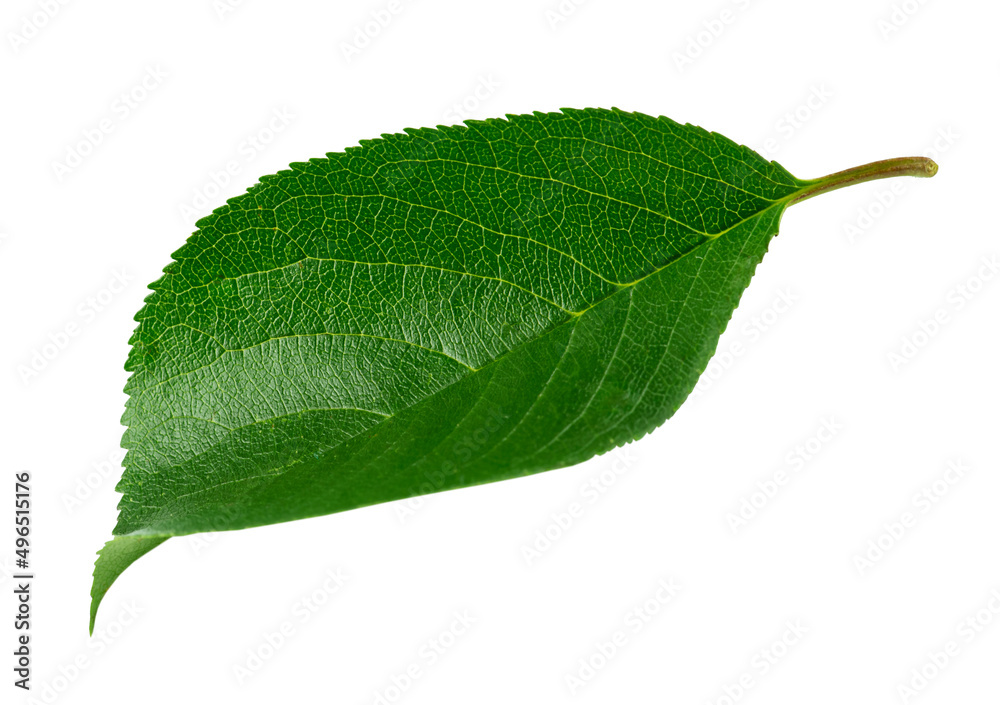 Obraz premium One green cherry leaf isolated on white background.