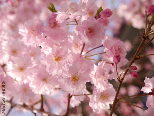 pink cherry blossom