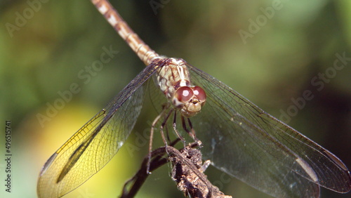 Close up of a dragonfly perched on a twig in a city park in Fort Lauderdale, Florida, USA