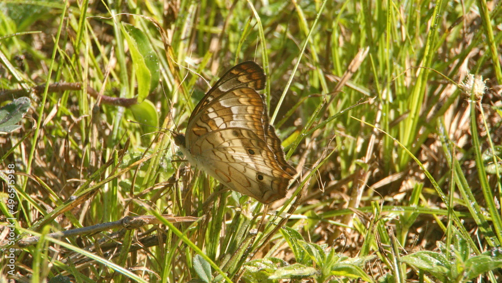 Brown butterfly in the grass in a city park in Fort Lauderdale, Florida, USA Brown butterfly in the grass in a city park in Fort Lauderdale, Florida, USA