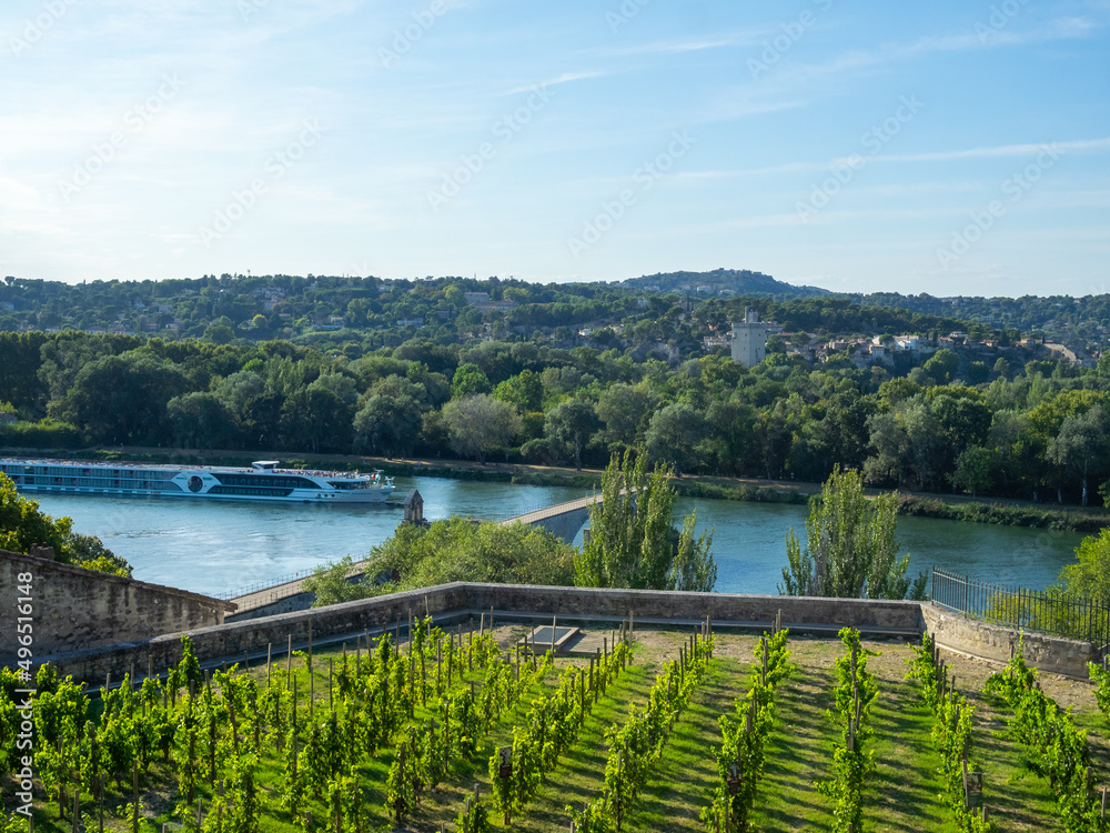 Vineyards by the Rhône River and Avignon bridge