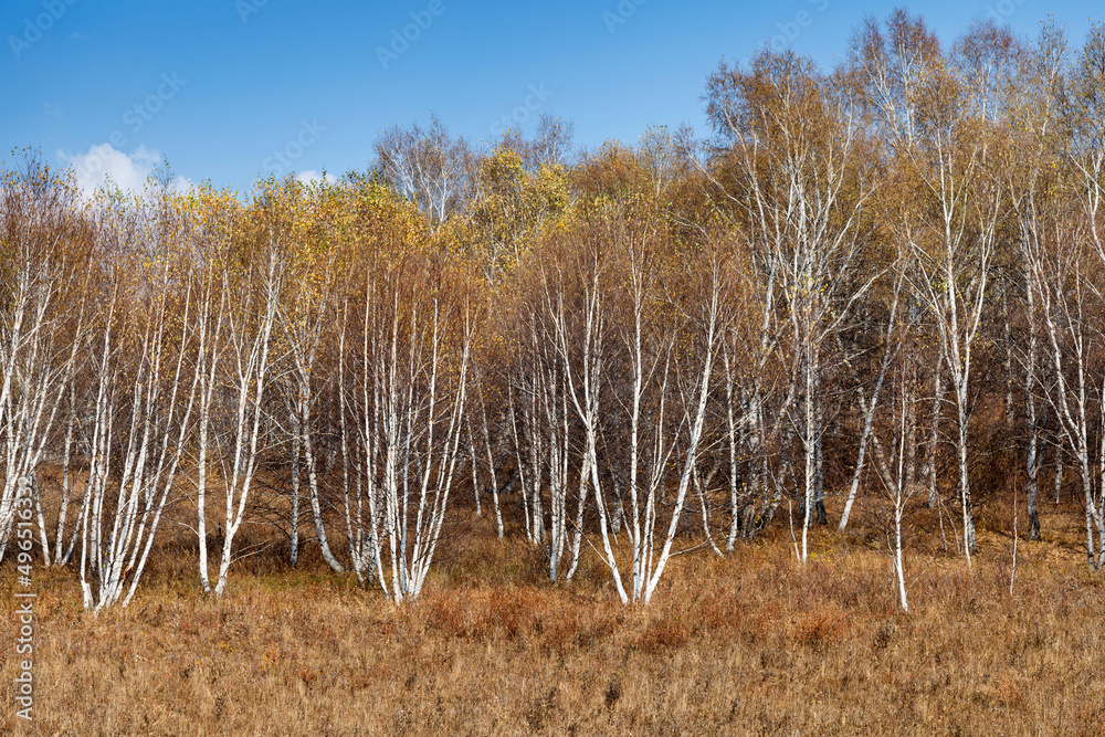 Fototapeta premium Silver birchs in the autumn