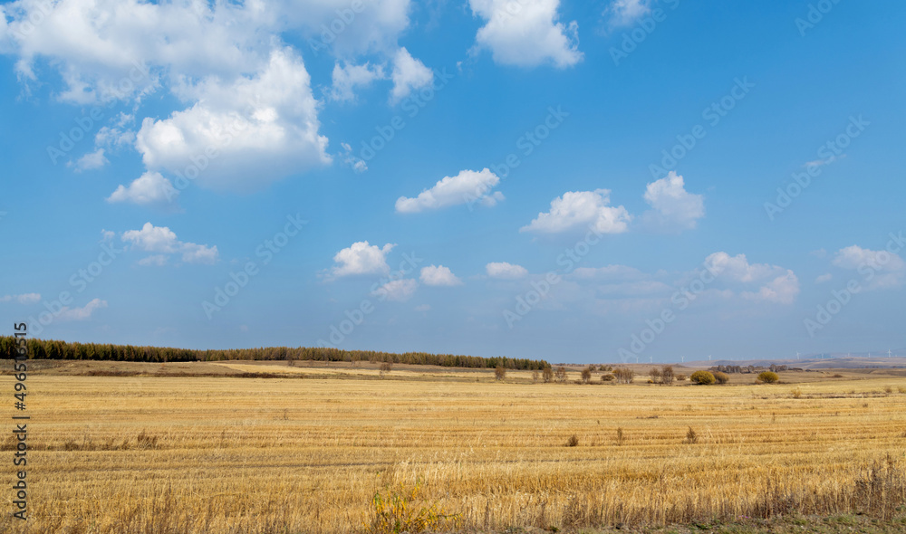 Golden crop fields in autumn