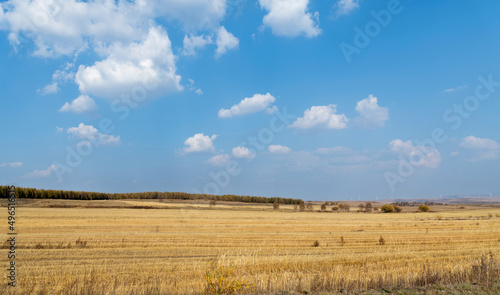 Golden crop fields in autumn