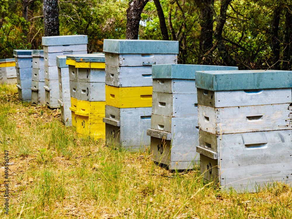Bee hives in green forest. Beekeeping. Bee hives in green forest. Beekeeping.