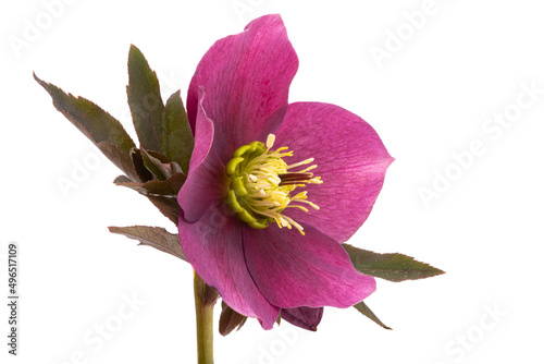 red hellebore flower isolated