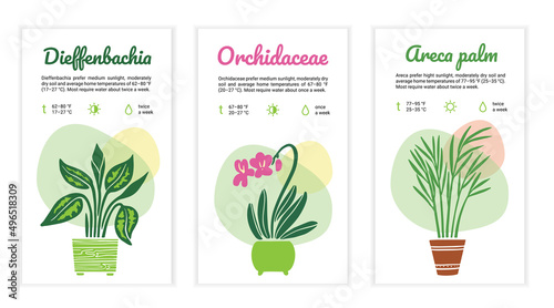 Home plant care instructions template set. Dieffenbachia, Orchid, Areca palm. Label, card, reminder for flower lovers and for flower shop. Vector illustration on white background.