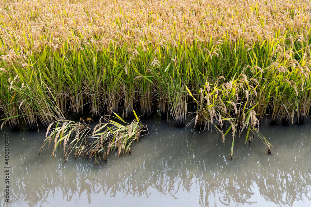 Obraz premium Golden rice field in autumn