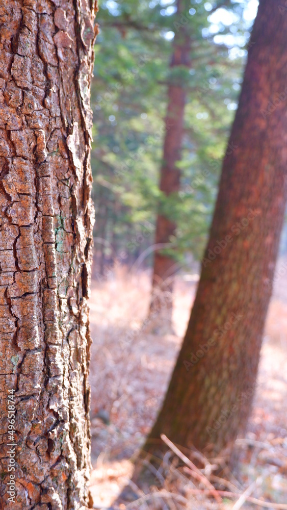Obraz premium tree