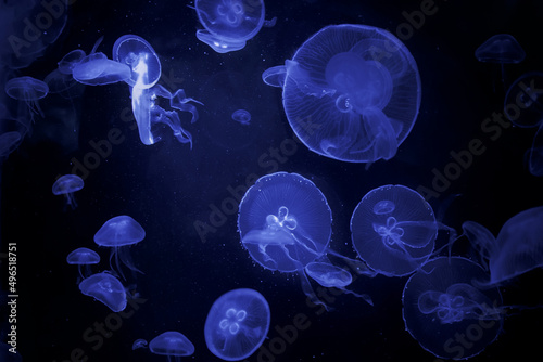 Fototapeta Naklejka Na Ścianę i Meble -  Blue jellyfish swimming in water
