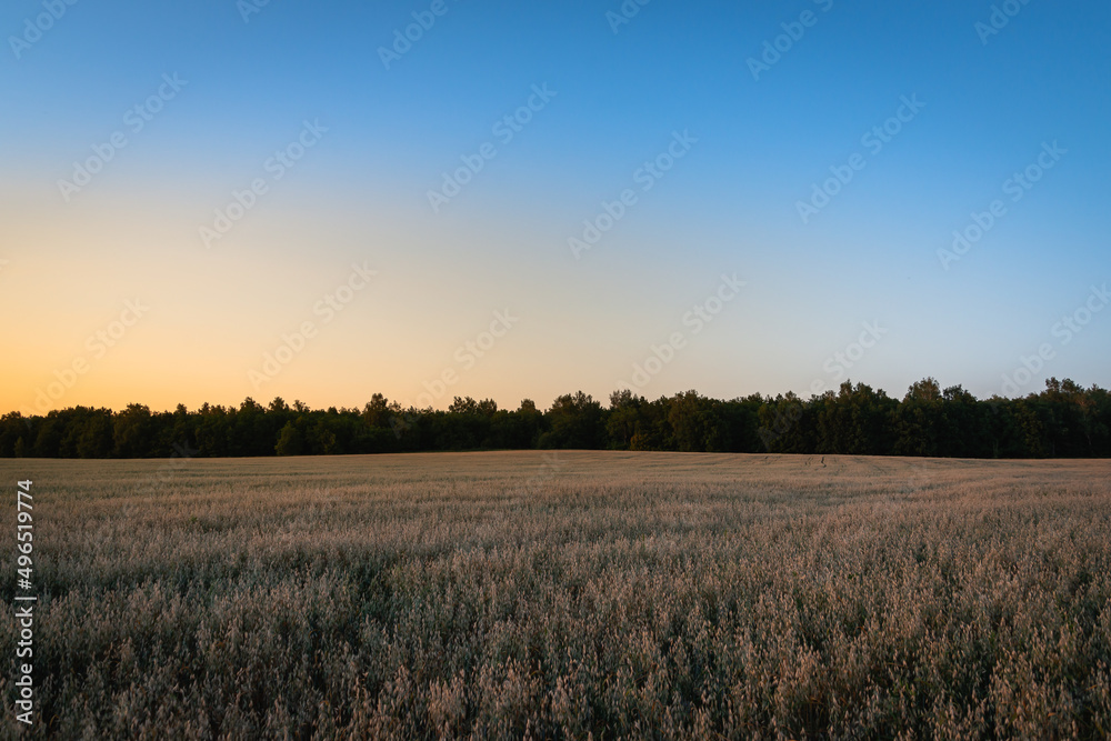 Sunset and white field with plants.