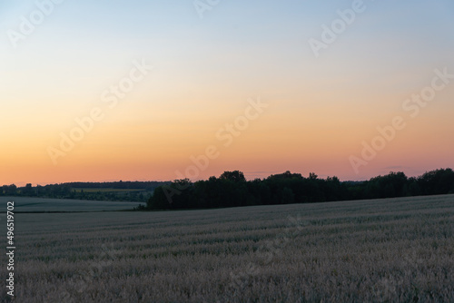 Sunset and white field with plants.