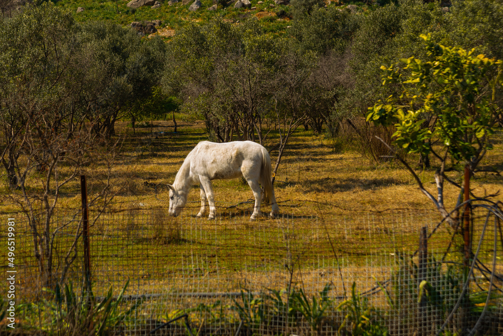 DALYAN, MUGLA, TURKEY: White horses graze in a field near a mountain with Lycian tombs. DALYAN, MUGLA, TURKEY: White horses graze in a field near a mountain with Lycian tombs.