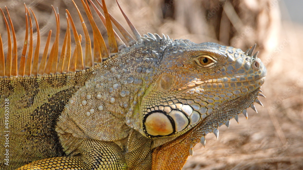 Obraz premium Close up of a green iguana in a city park in Fort Lauderdale, Florida, USA