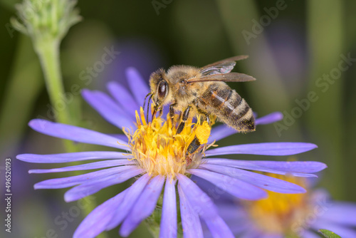 Bee - Apis mellifera - pollinates rice button aster or bushy aster - Aster Domusus