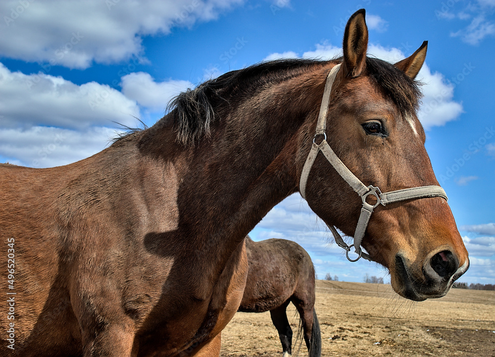 Obraz premium portrait of a horse
