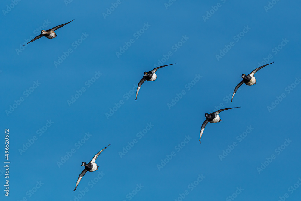 Group of Ring-necked Ducks (Aythya collaris) in Flight Group of Ring-necked Ducks (Aythya collaris) in Flight