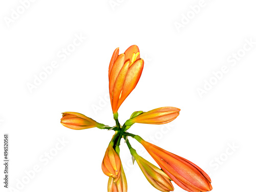 Amaryllidaceae - Clivia miniata - flower