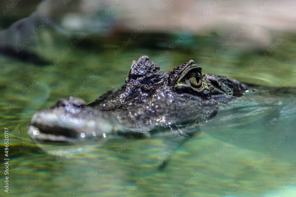 Obraz premium alligator in the water