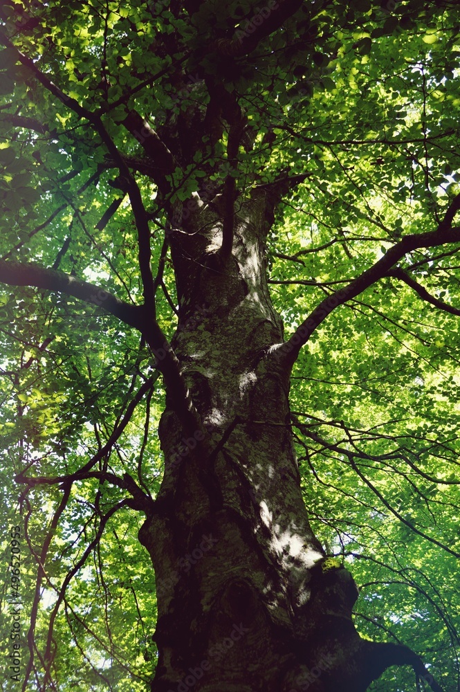 Fototapeta premium nacedero arbol 