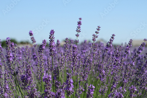 Blooming lavender flowers on the field on a sunny summer day. Closeup