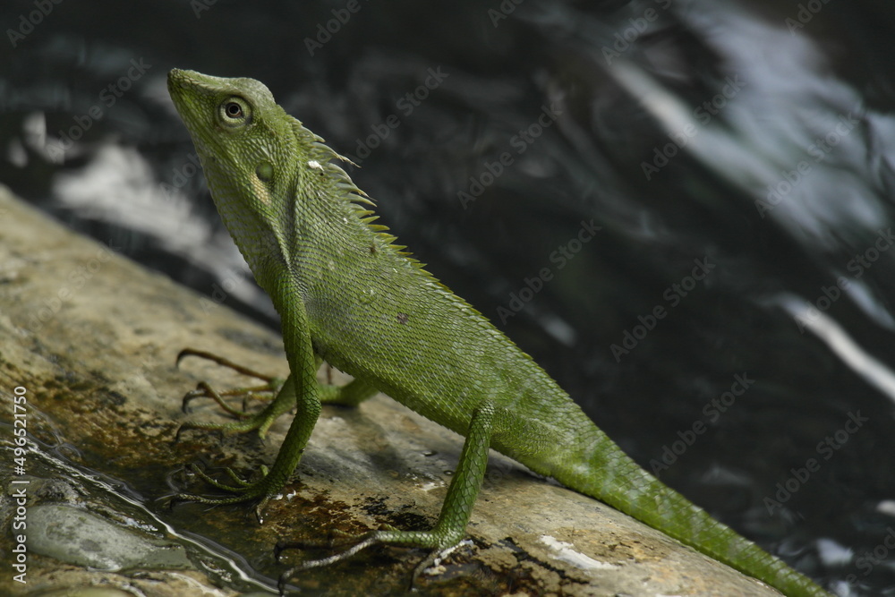 Green lizard in holy Spring temple