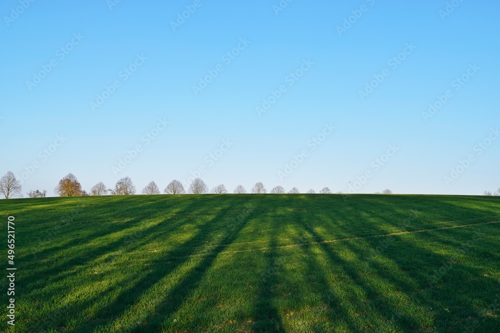 Green field with blue sky and trees