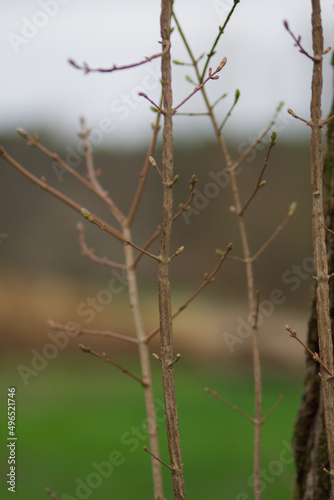 little green leafs on thin branches in spring time on green background
