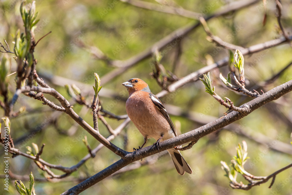 Common chaffinch, Fringilla coelebs, sits on a branch in spring on green background. Common chaffinch in wildlife. Common chaffinch, Fringilla coelebs, sits on a branch in spring on green background. Common chaffinch in wildlife.