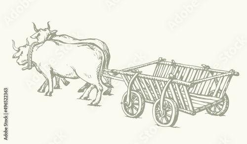 Empty cart drawn by oxen. Vector drawing