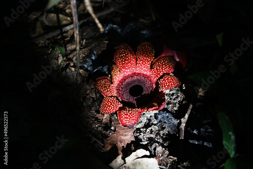 Rafflesia parasitic plant (Sapria himalayana) photo