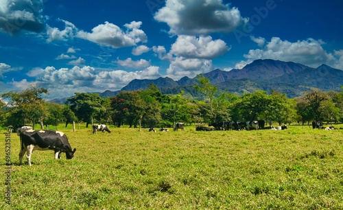 Paisaje de montaña y tierras altas con vacas. Al fondo el volcán Barú en Chiriquí, Panamá 