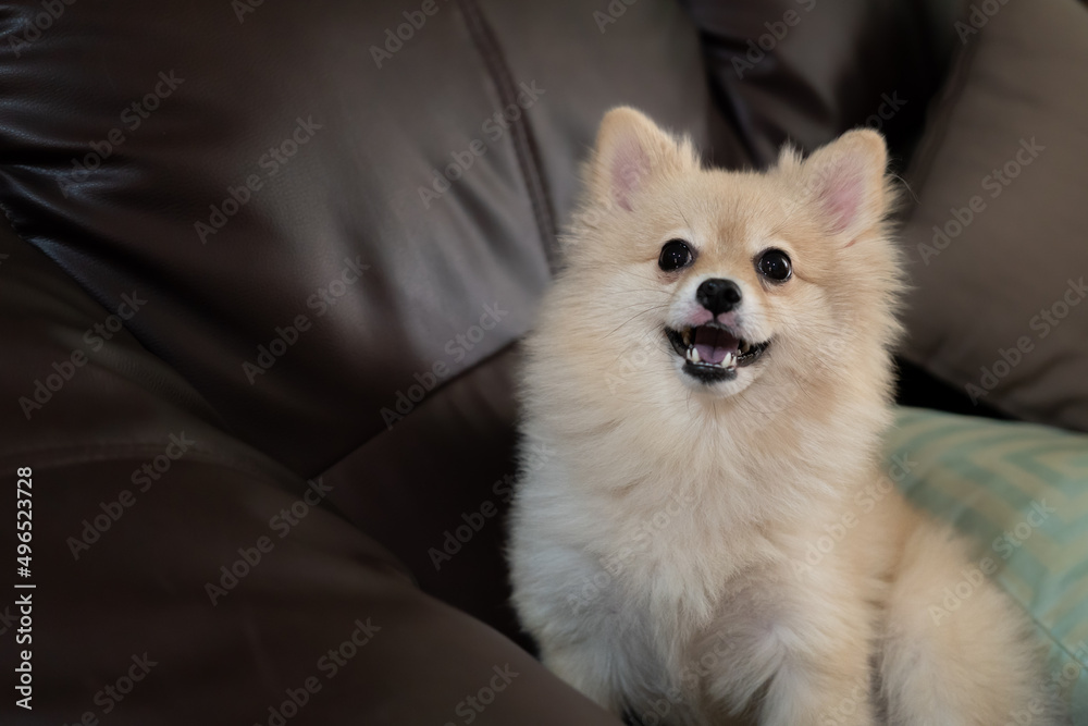 selective focus, dog on a sofa in funny pose. Cute Pomeranian dog with happy eyes lies and sleeping on couch.