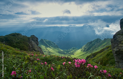 Beautiful mountain landscape with blooming pink rhododendrons and a dramatic cloudy sky.