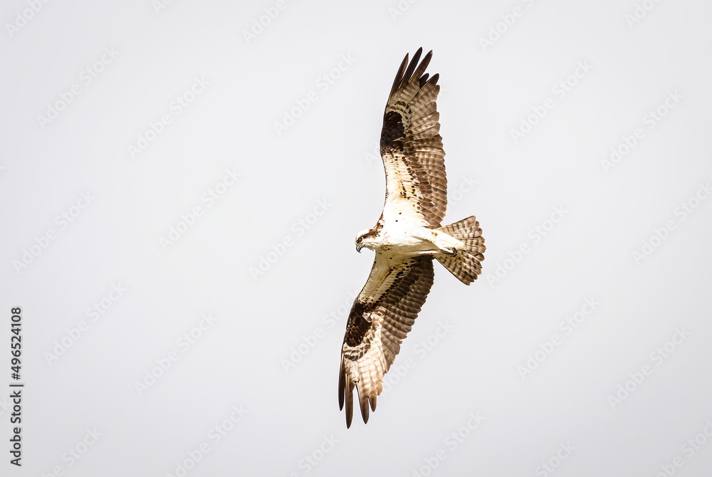 Fototapeta premium Osprey Bird