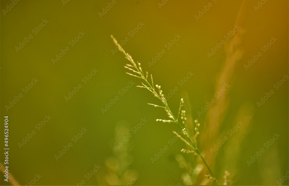close up of grass close up of grass