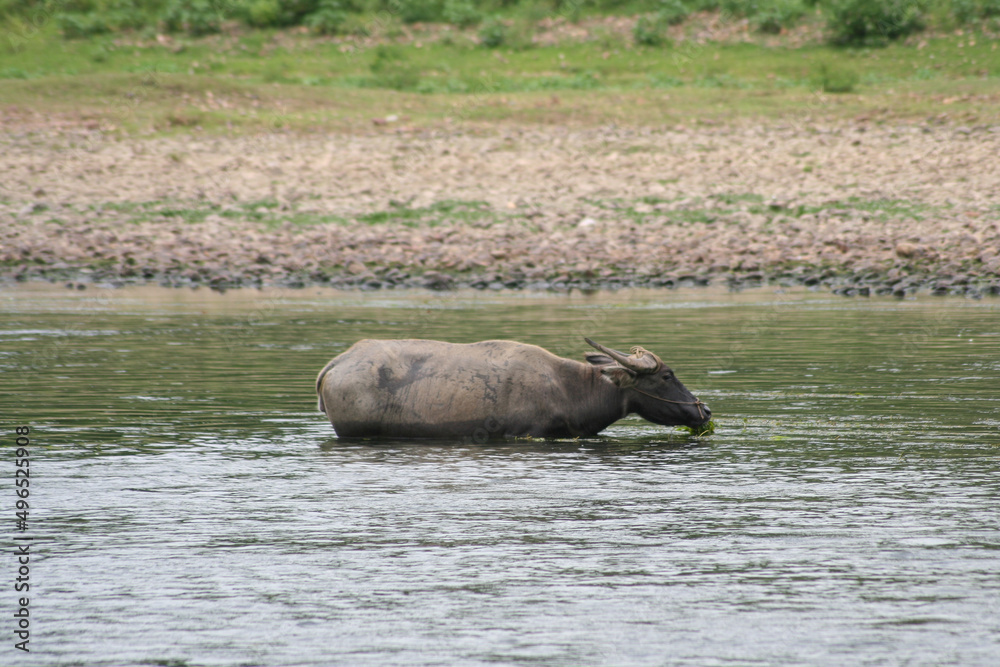 Búfalo de agua domesticado para el ganado Búfalo de agua domesticado para el ganado