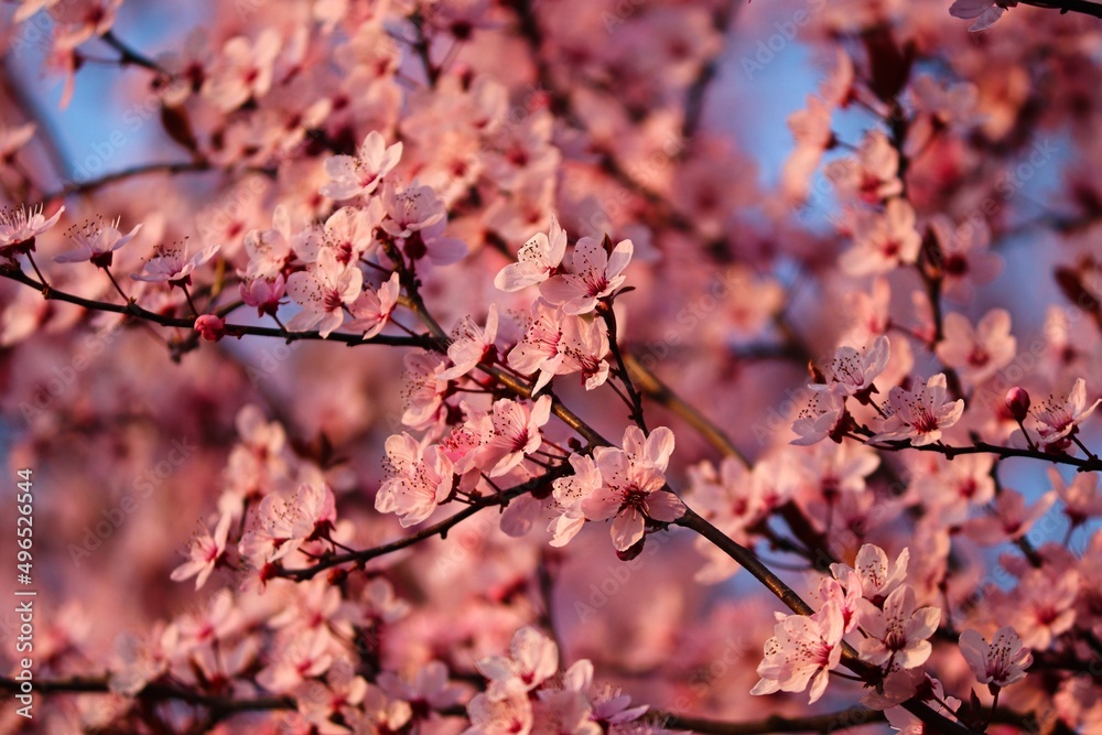 rosa Blüten vom Kirschbaum