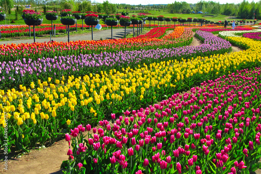 A huge field of bright, blooming tulips in the city park.