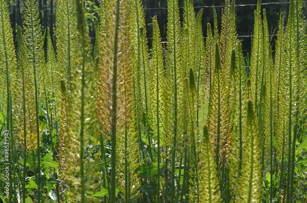 Blooming foxtail lilies, scientific name Eremurus Blooming foxtail lilies, scientific name Eremurus