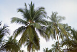 Serenity awaits. Beautiful palm tree tops against a serene sky.