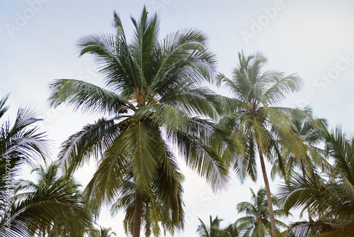 Serenity awaits. Beautiful palm tree tops against a serene sky. © Daniel L/peopleimages.com