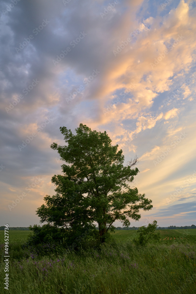 alone tree at the sunset in the field