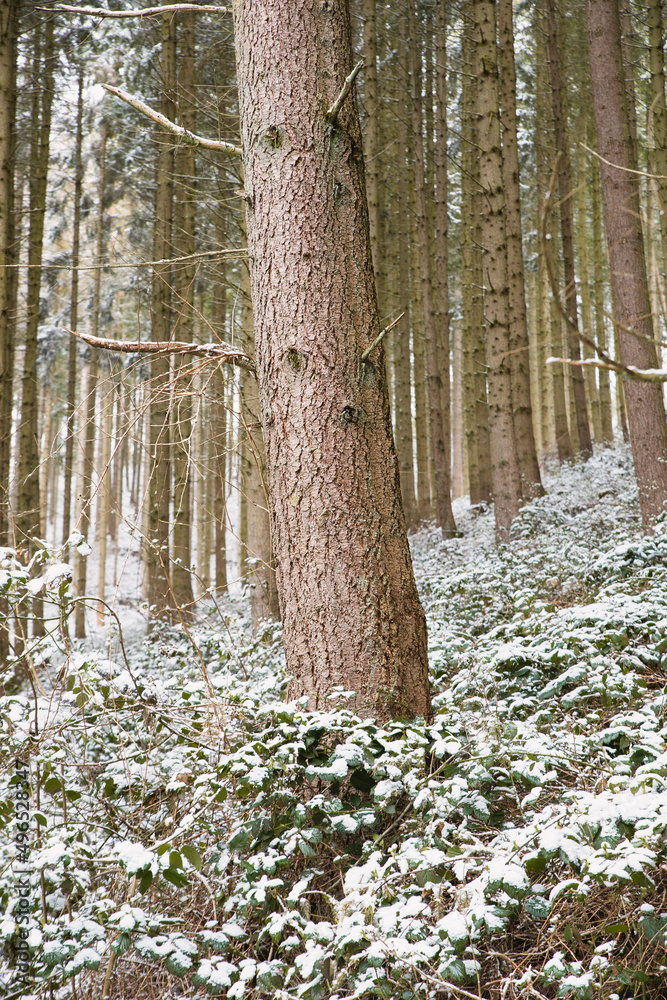Obraz premium Forest covered in snow, trunks of fir trees, winter in Germany frosty scenery in wintertime, climate and environmental issues