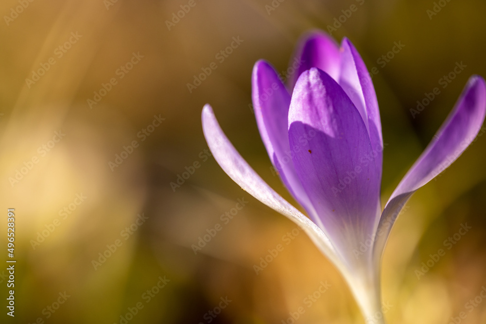 a purple elf crocus in the meadow in spring