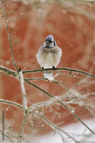 Photography nature vermont in winter