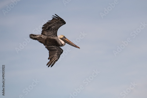 pelican in flight